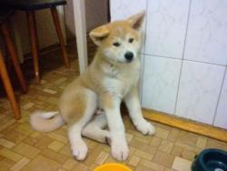 Собака,порода -Акито,2.5 месяца.