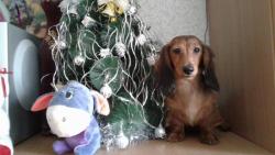 Д/ш кроличья(миниатюрная) такса Д/ш кроличья(миниатюрная) такса