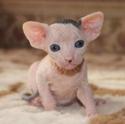 Котята Канадского сфинкса и Эльфов Котята Канадского сфинкса и Эльфов