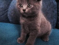 Продам чистокровных котят Продам чистокровных котят