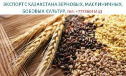 Экспорт зерновых, масличных, бобовых крупным оптом с Казахстана, тел. +77786016143