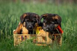 Щенки Немецкой овчарки (девочки) Щенки Немецкой овчарки (девочки)