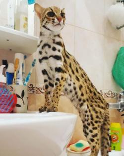Продам котят АЛК( азиатской леопардовой кошки)(89879560680)