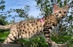 Девочка гибрид (Бенгал/Азиатский леопардовый кот)