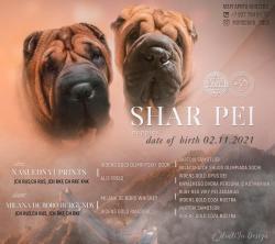 Щенки Шарпея (мальчики) Щенки Шарпея (мальчики)