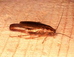 Уничтожение тараканов дезинфекция в Йошкар-Оле