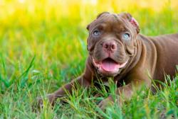 Щенки Американского Булли (перспективны для выставок) Щенки Американского Булли (перспективны для выставок)