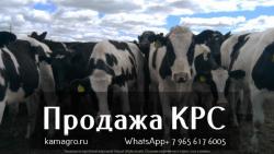 Продажа коров дойных,нетелей молочных пород в Москве