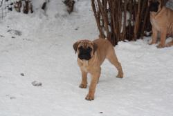 Отличные щенки бульмастифа Отличные щенки бульмастифа